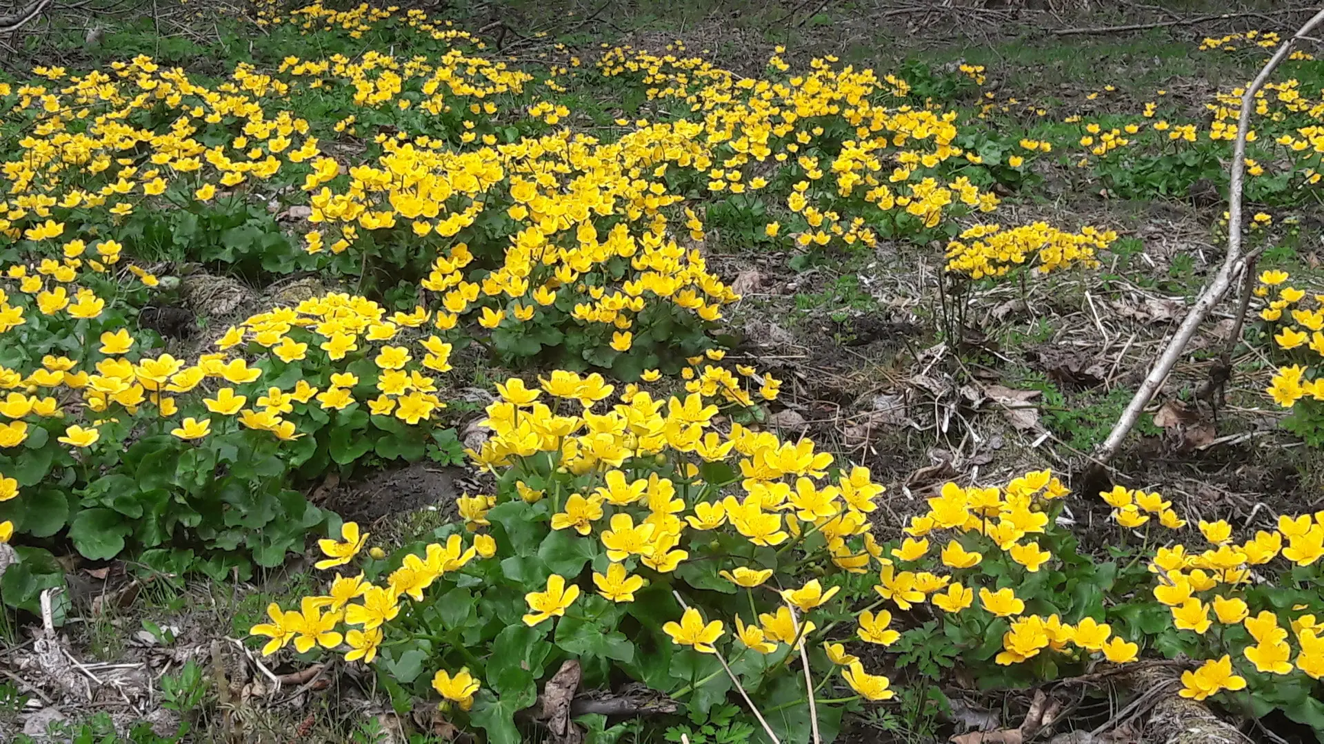 Natur im Bayerischen Wald