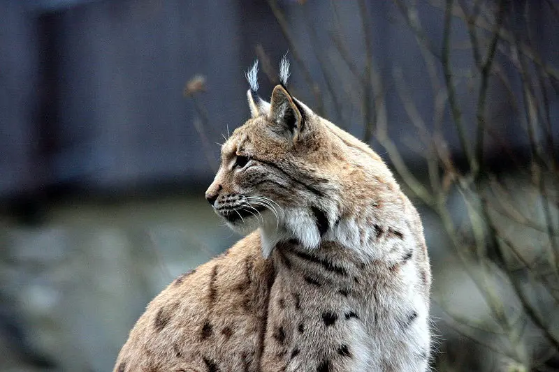 Luchs