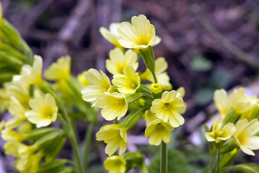 Frühlingsblumen