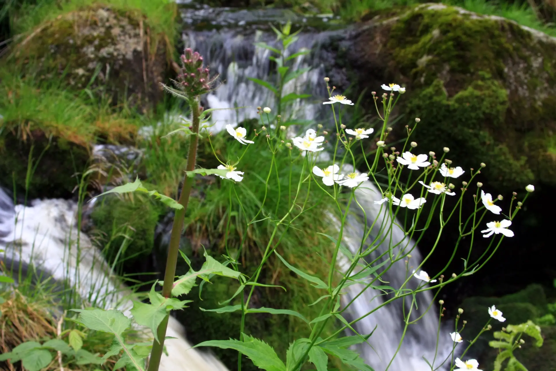 Bachlauf im Wald