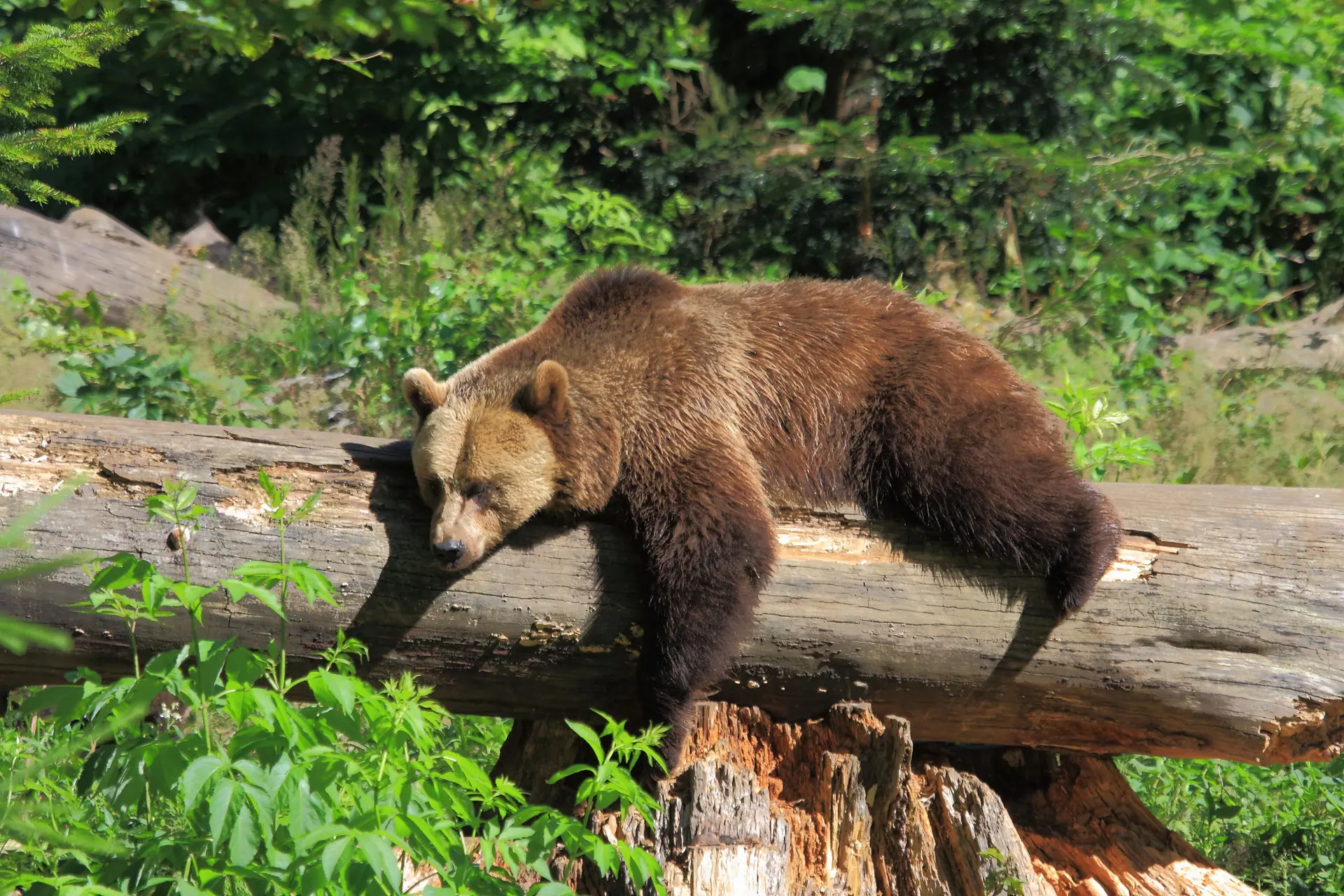 Bär im Nationalpark
